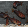 Hyphessobrycon eques (callistus - serpae) (Tétra sang) 3 cm