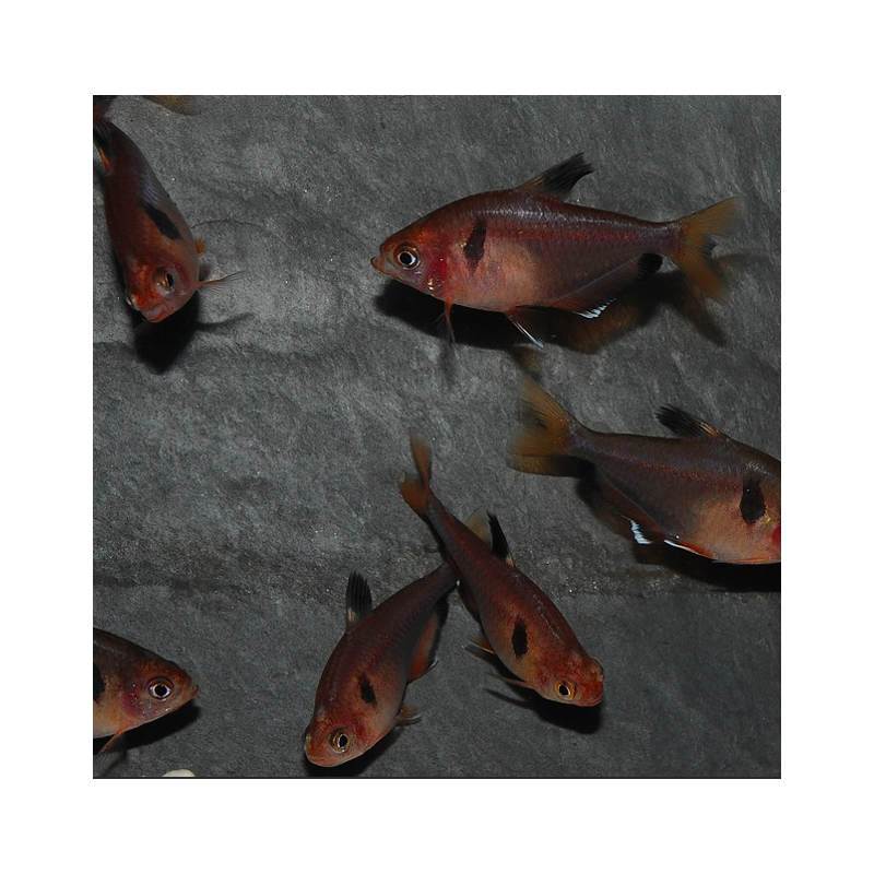 Hyphessobrycon eques (callistus - serpae) (Tétra sang) 2,5 cm