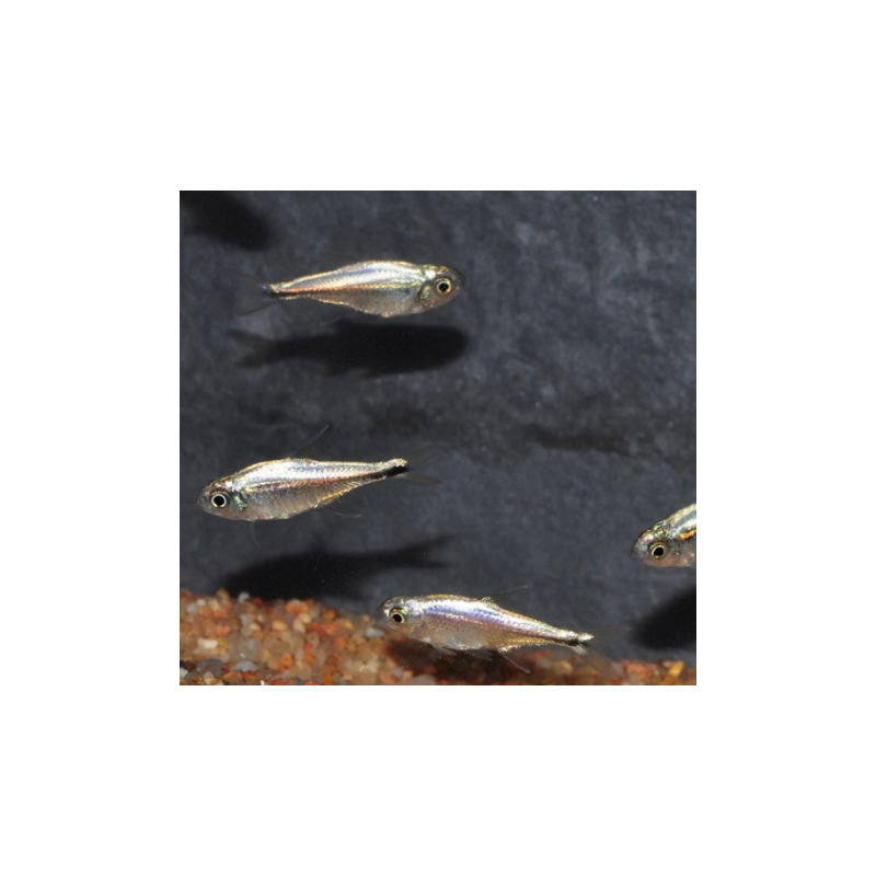 Hyphessobrycon eos 1,5 cm (s)