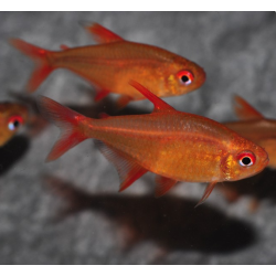 Hyphessobrycon sp.af. pulchripinnis "Red Muzel" 2,5 cm