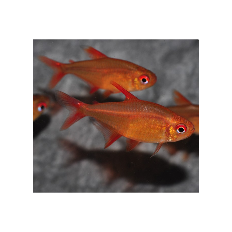 Hyphessobrycon sp.af. pulchripinnis "Red Muzel" 2,5 cm