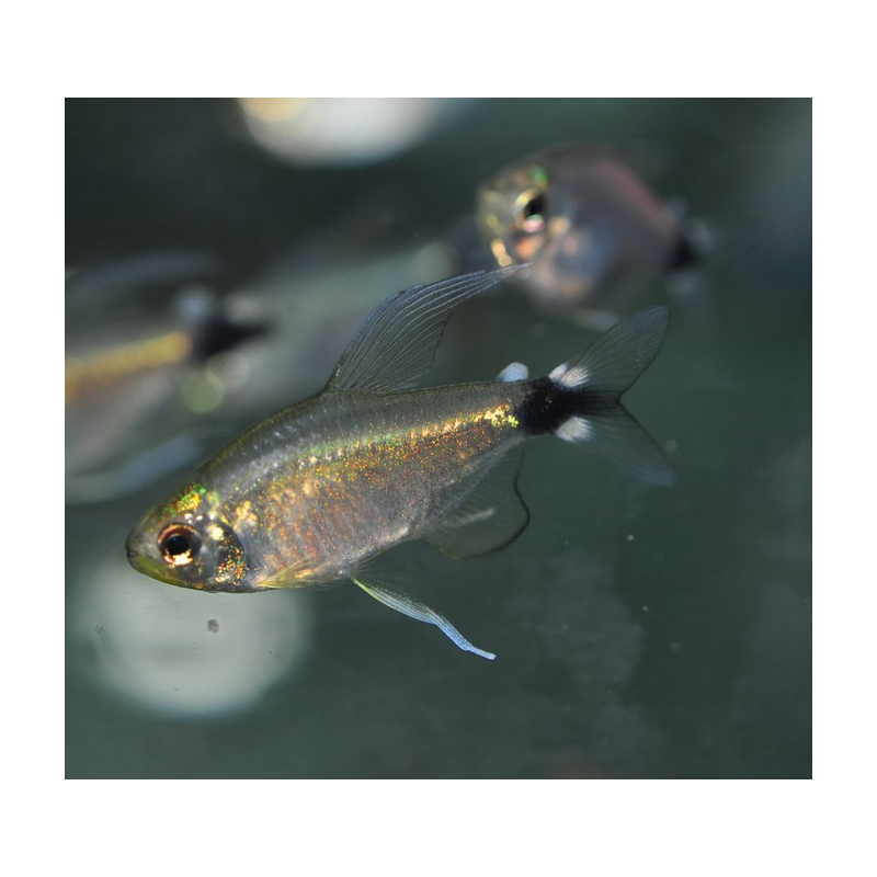 Hyphessobrycon elachyx (Tetra voilé) 2 cm