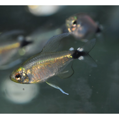Hyphessobrycon elachyx (Tetra voilé) 2 cm