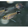 Hyphessobrycon elachyx (Tetra voilé) 2 cm