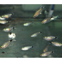 Hyphessobrycon elachyx (Tetra voilé) 2 cm