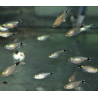 Hyphessobrycon elachyx (Tetra voilé) 2 cm