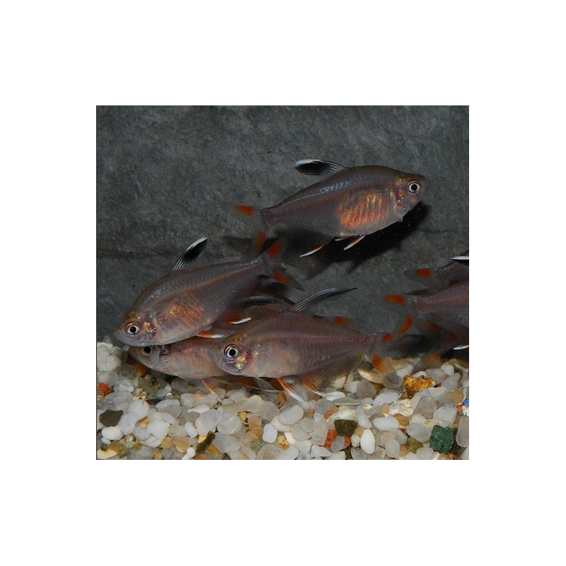 Hyphessobrycon bentosi bentosi (ornatus) 2,5 cm