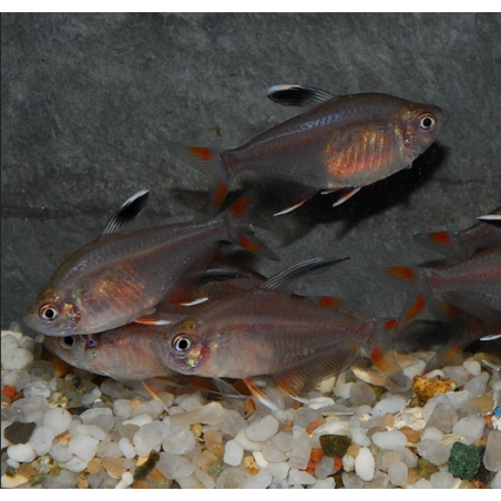 Hyphessobrycon bentosi bentosi (ornatus) 2,5 cm