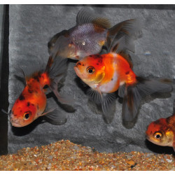 Carassius auratus voile (Oranda Kirin Calico grade A) 7-8,5 cm