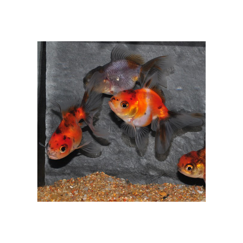 Carassius auratus voile (Oranda Kirin Calico grade A) 7-8,5 cm