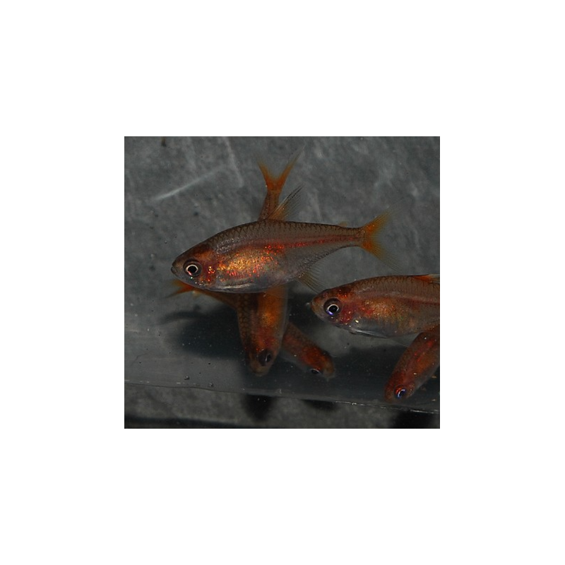 Hyphessobrycon amandae (tétra rougeoyant) 2 cm