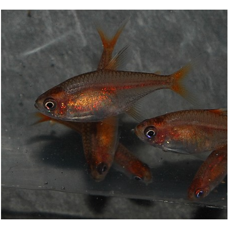 Hyphessobrycon amandae (tétra rougeoyant) 2 cm