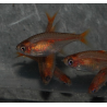 Hyphessobrycon amandae (tétra rougeoyant) 2 cm
