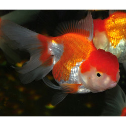 Carassius auratus voile (Oranda Rouge et Blanc Thaï grade A) 7-8,5 cm