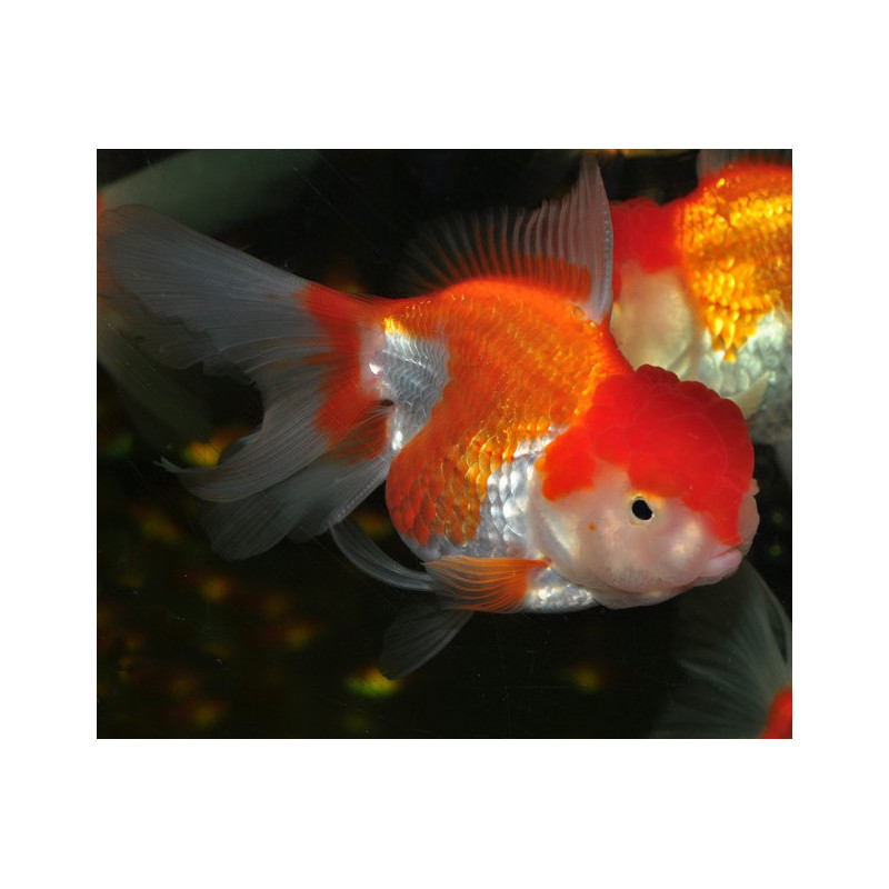 Carassius auratus voile (Oranda Rouge et Blanc Thaï grade A) 7-8,5 cm Carassius auratus voile (Oranda Rouge et Blanc Thaï grade A) 7-8,5 cm
