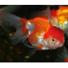 Carassius auratus voile (Oranda Rouge et Blanc Thaï grade A) 7-8,5 cm