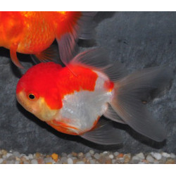 Carassius auratus voile (Oranda Rouge et Blanc grade A) 9-11,5 cm