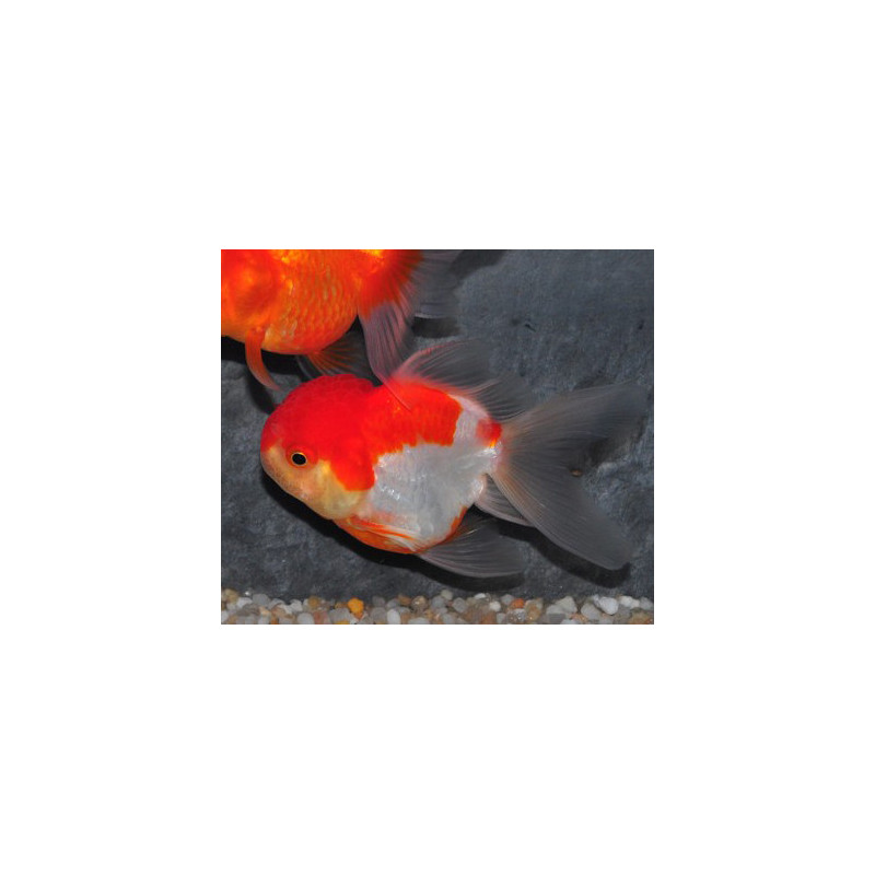 Carassius auratus voile (Oranda Rouge et Blanc grade A) 9-11,5 cm
