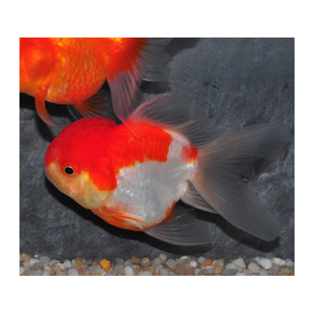 Carassius auratus voile (Oranda Rouge et Blanc grade A) 9-11,5 cm