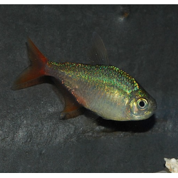 Hyphessobrycon columbianus(Hyphessobrycon ecuadoriensis) 2,5cm