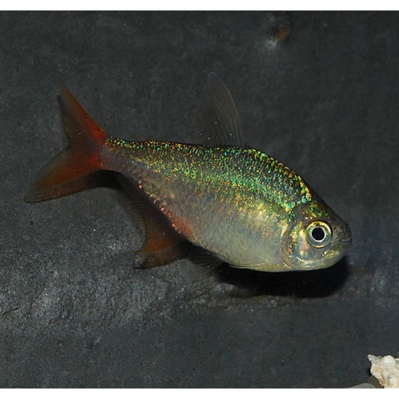 Hyphessobrycon columbianus(Hyphessobrycon ecuadoriensis) 2,5cm