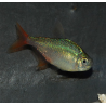 Hyphessobrycon columbianus(Hyphessobrycon ecuadoriensis) 2,5cm