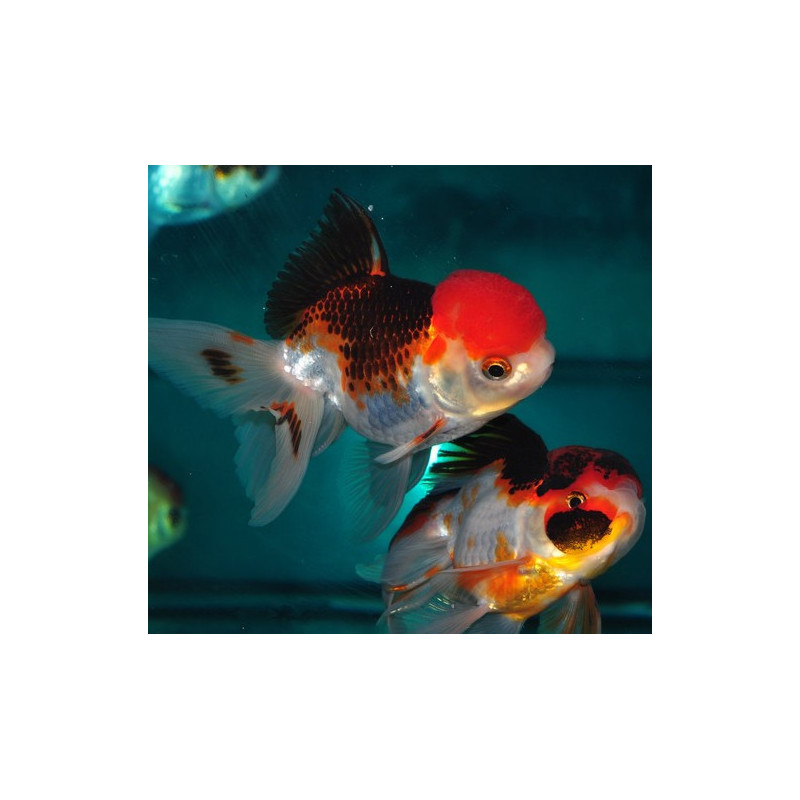Carassius auratus voile (Oranda Tricolor Grade A) 6-6,5 cm Carassius auratus voile (Oranda Tricolor Grade A) 6-6,5 cm