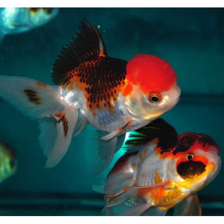 Carassius auratus voile (Oranda Tricolor Grade A) 7-8,5 cm