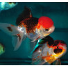 Carassius auratus voile (Oranda Tricolor Grade A) 7-8,5 cm