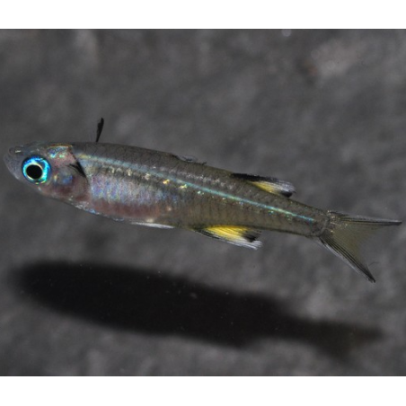 Pseudomugil signifer (Athérine papillon) 2 cm