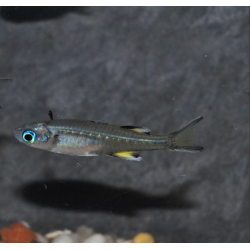 Pseudomugil signifer (Athérine papillon) 2 cm