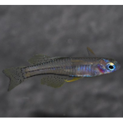 Pseudomugil gertrudae (Arc-en-ciel de Gertrud) 1,5 cm