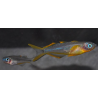 Pseudomugil furcatus (Popondetta furcata) 2,5 cm