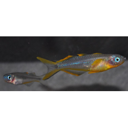 Pseudomugil furcatus (Popondetta furcata) 2 cm
