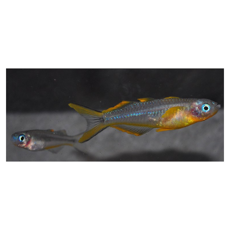 Pseudomugil furcatus (Popondetta furcata) 1,5 cm