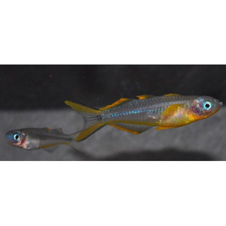 Pseudomugil furcatus (Popondetta furcata) 1,5 cm