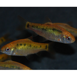 Puntius (Barbus) sachsii - Schuberti 2,5 cm