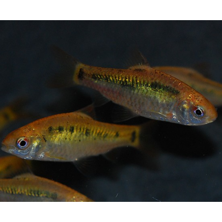 Puntius (Barbus) sachsii - Schuberti 2,5 cm