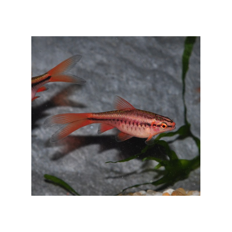 Attention forme  voile classique ( pas albinos )