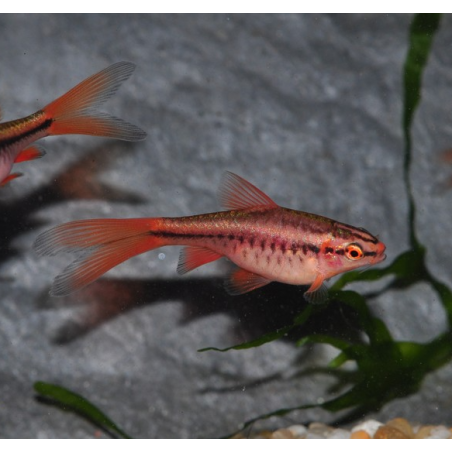 Attention forme  voile classique ( pas albinos )