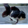 Carassius auratus voile (Oranda Panda Grade A) 7-8,5 cm