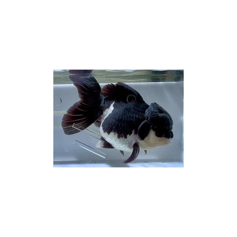 Carassius auratus voile (Oranda Panda Grade AA) 9-11,5 cm