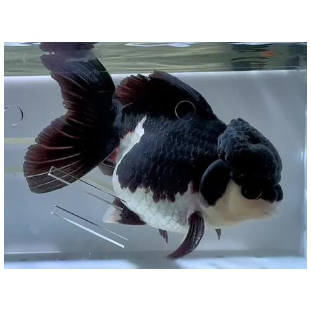 Carassius auratus voile (Oranda Panda Grade AA) 9-11,5 cm