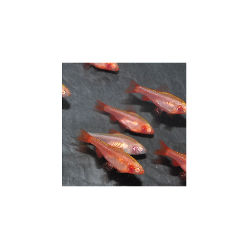 Puntius (Barbus) titteya albinos 2,5 cm