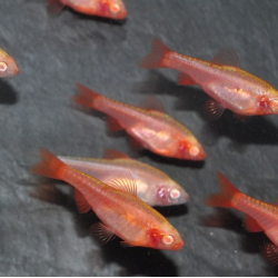 Puntius (Barbus) titteya albinos 2 cm