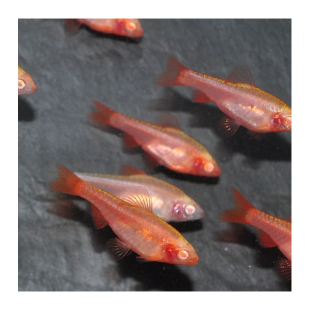 Puntius (Barbus) titteya albinos 2 cm