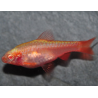 Puntius (Barbus) titteya albinos 2 cm
