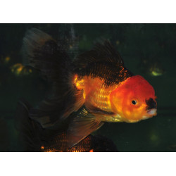 Carassius auratus voile (Oranda Rose-tail grade A) 12-14,5 cm