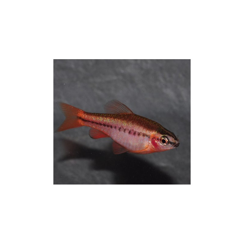 Puntius (Barbus) titteya 2,5 cm