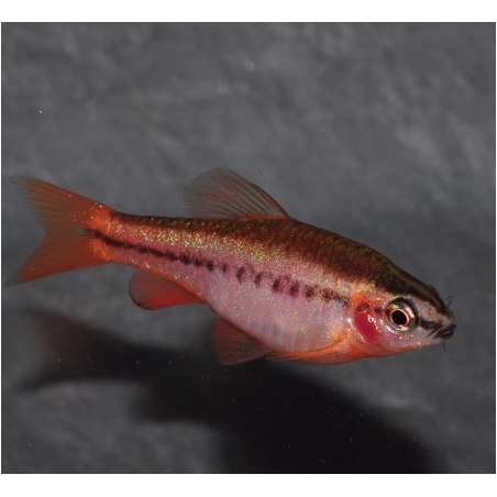 Puntius (Barbus) titteya 2,5 cm